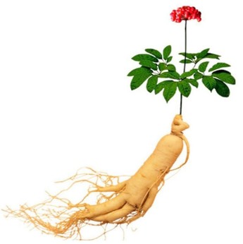 Ginseng root in the composition Xtrazex(1)