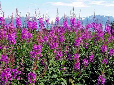Willowherb has a beneficial effect on men's health