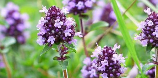 Thyme strengthens the sexual power of a man